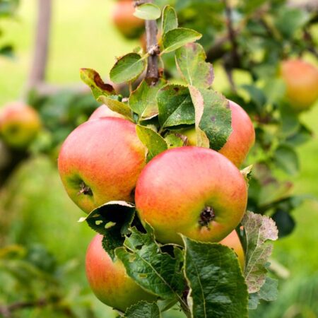 Bramley's Seedling