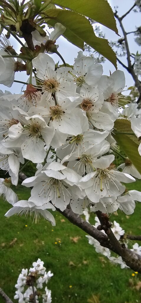 Nostalgische kersenbomen - Afbeelding 4