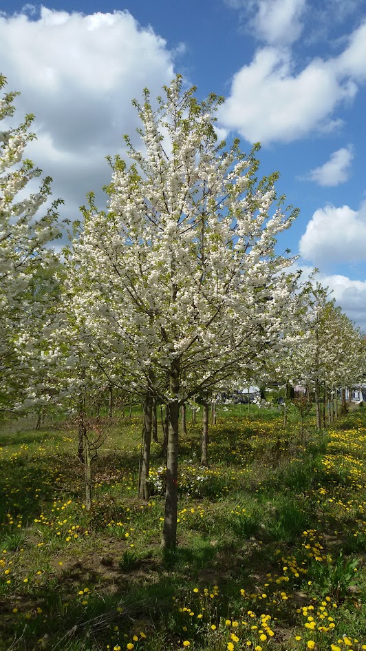 Nostalgische kersenbomen - Afbeelding 2