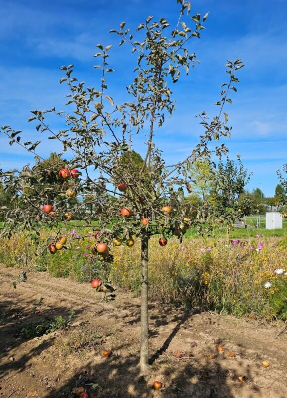 Bramley seedling - Afbeelding 2