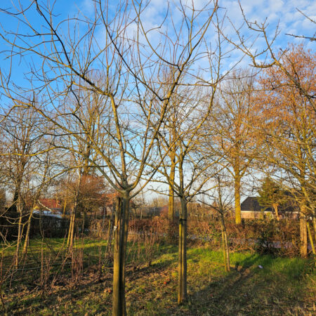 Oude Goudreinette hoogstam appelboom
